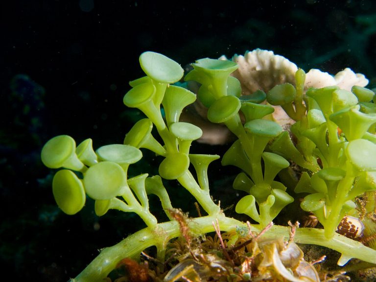 Suction cup Macro Algae