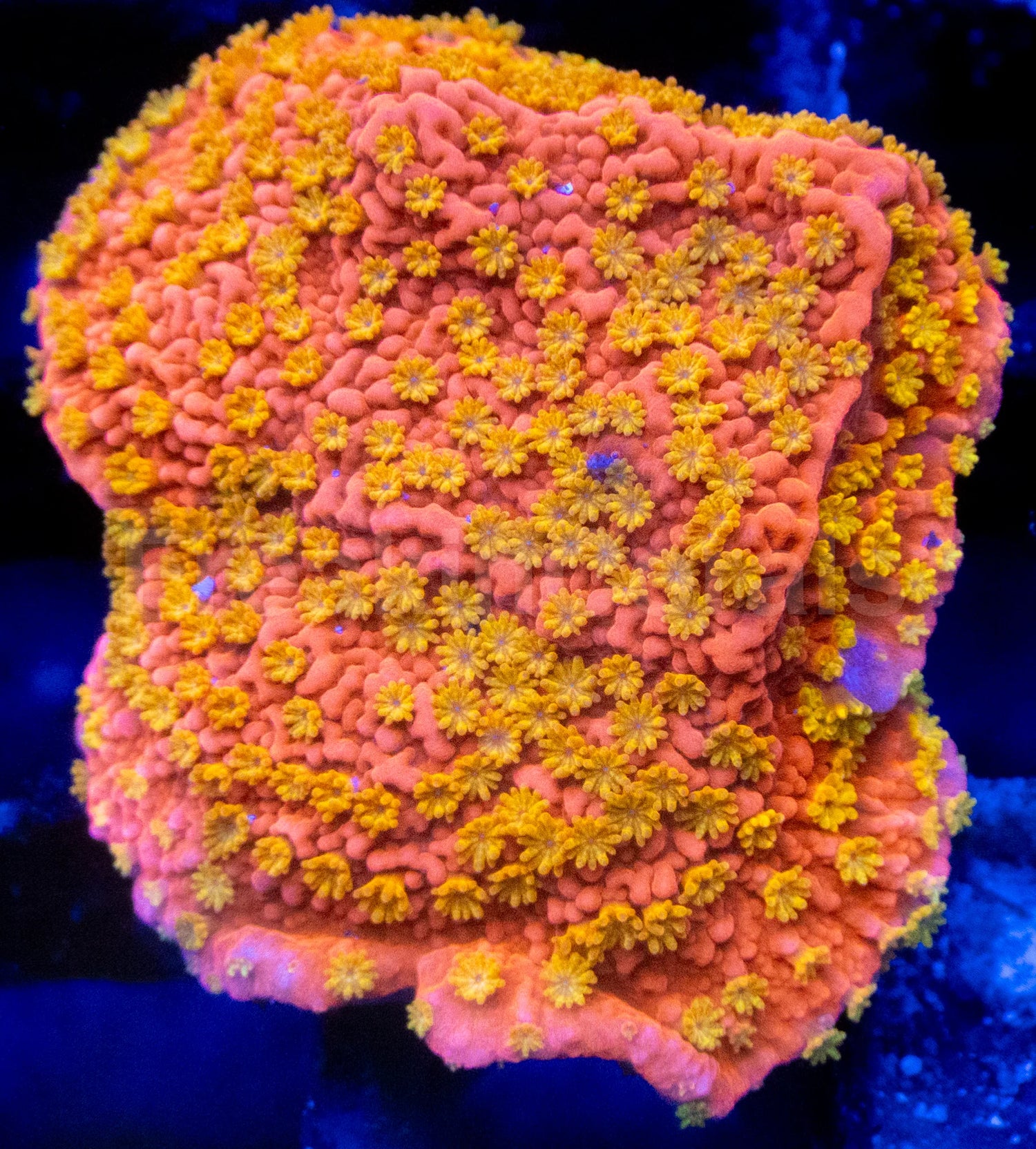 Sunburst Monti Frag