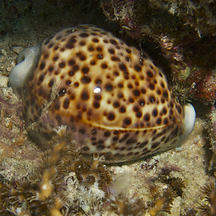 Tiger Cowrie Snail