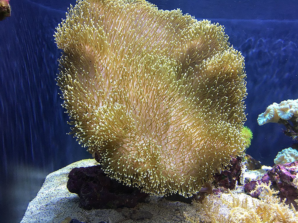 Toadstool leather colony (Long tentacle)