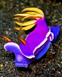 Tricolor Nudibranch