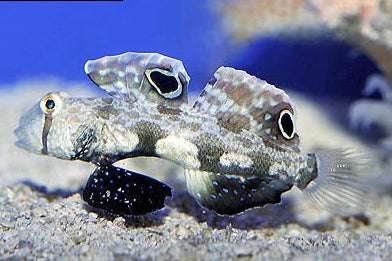 Two-spot Goby