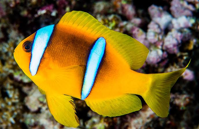 Two Banded Clownfish (Bicintus)