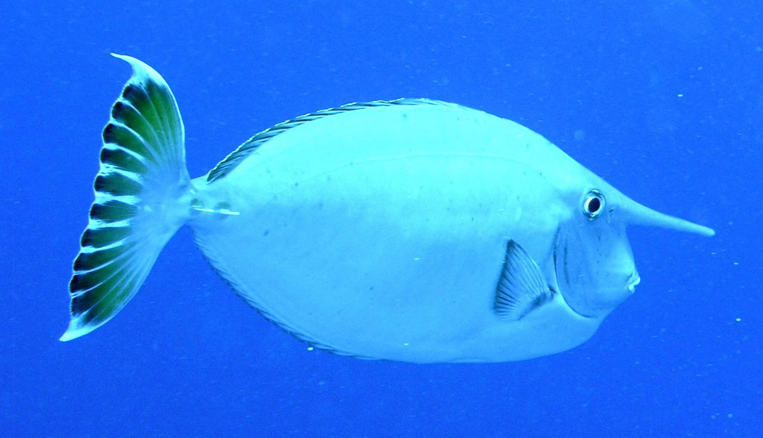 Unicorn Tang