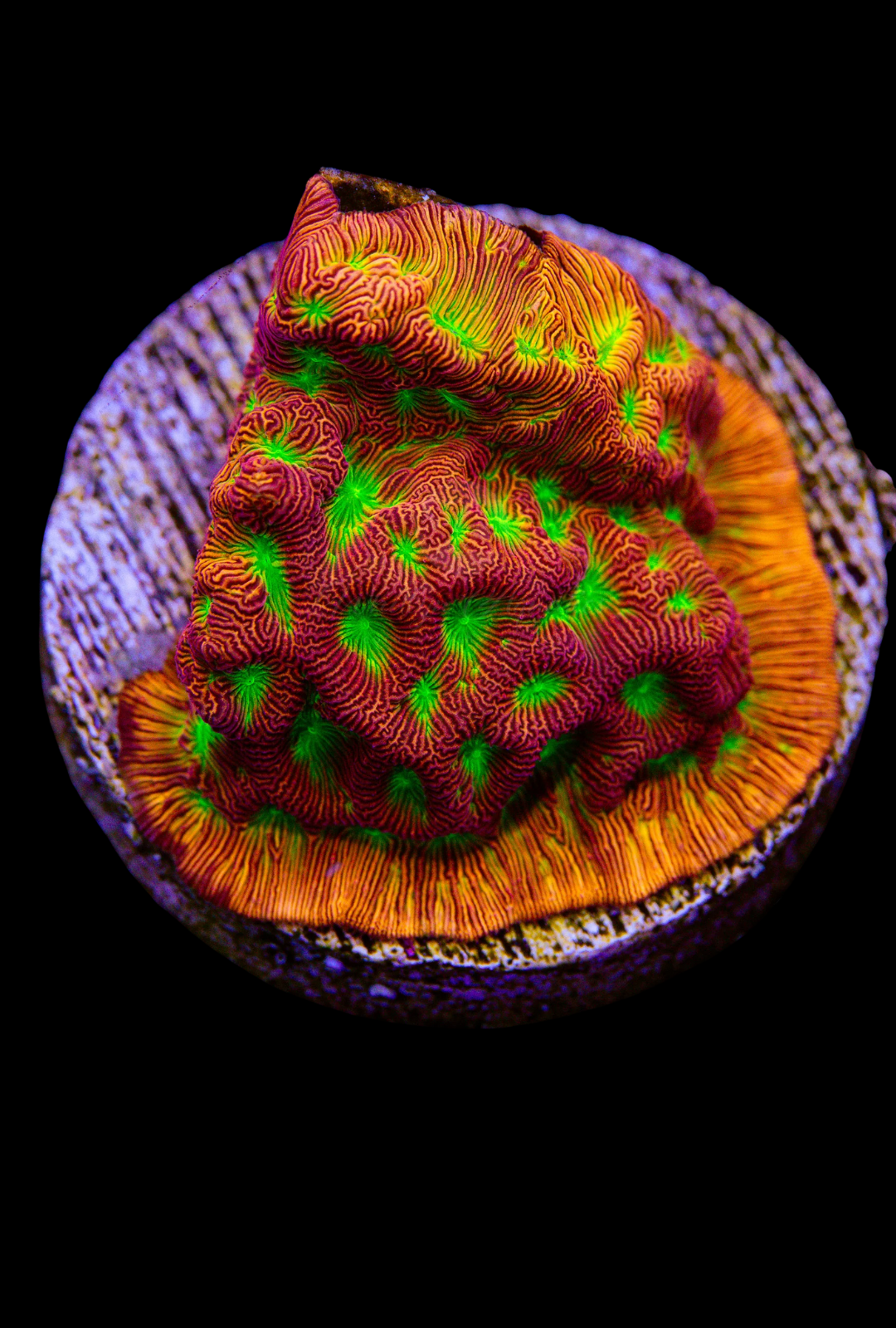 Jack-O-Lantern Lepto Frag