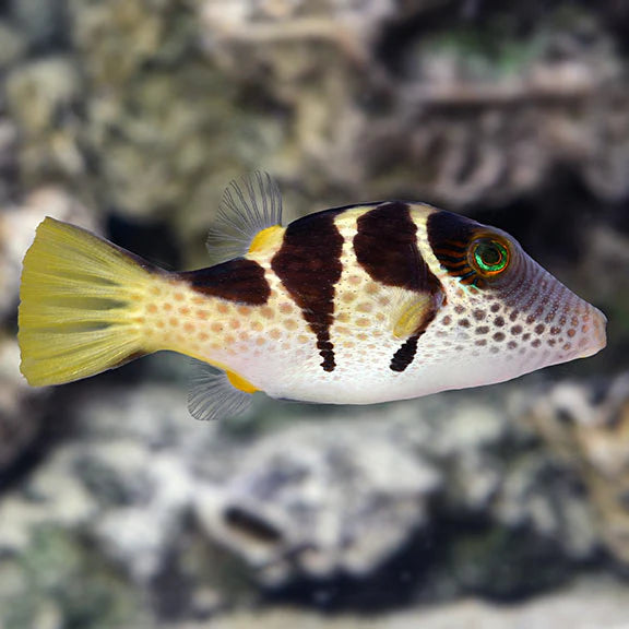 Valentini Toby Puffer