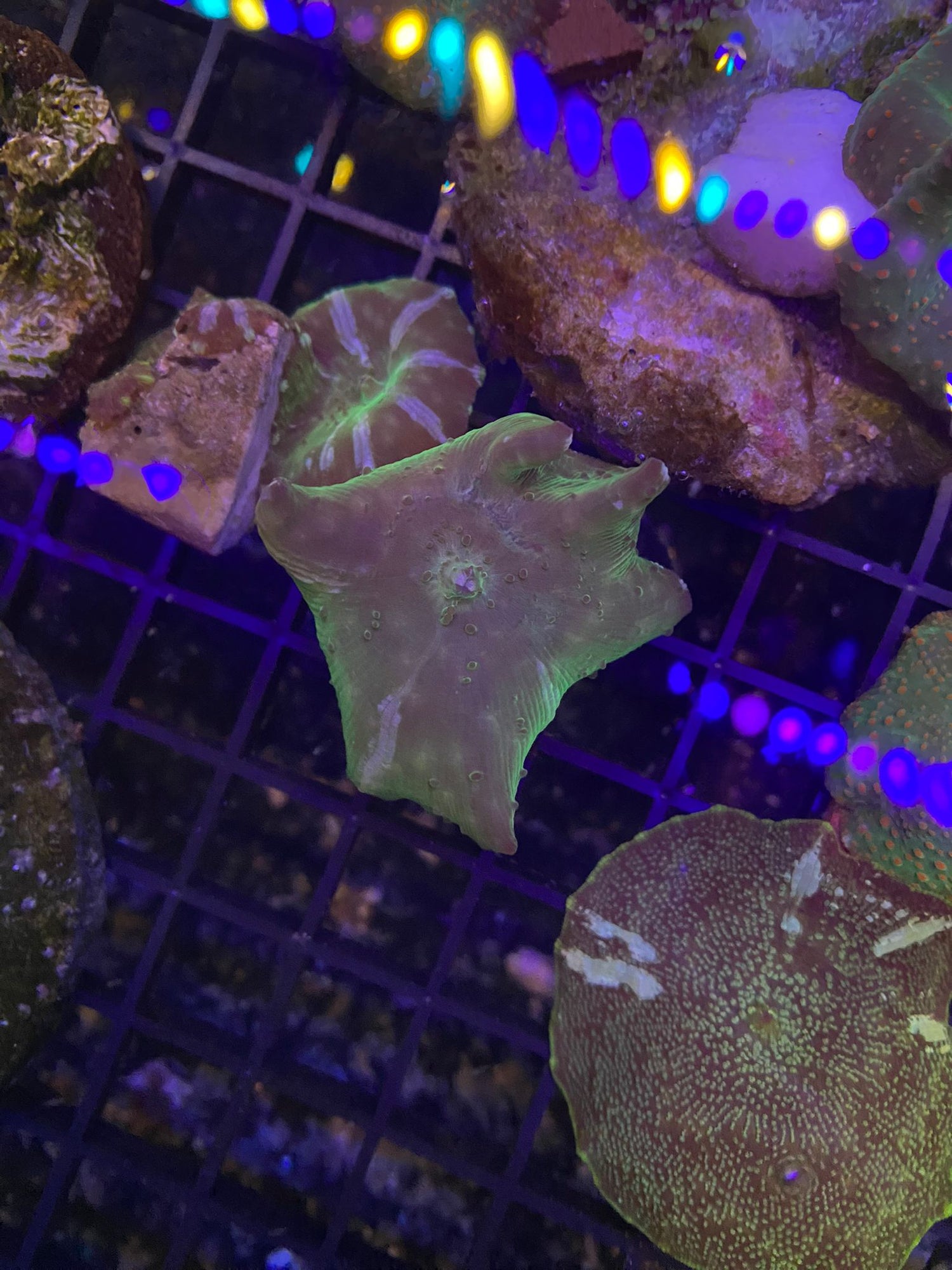 Green Discosoma Mushroom (any size)