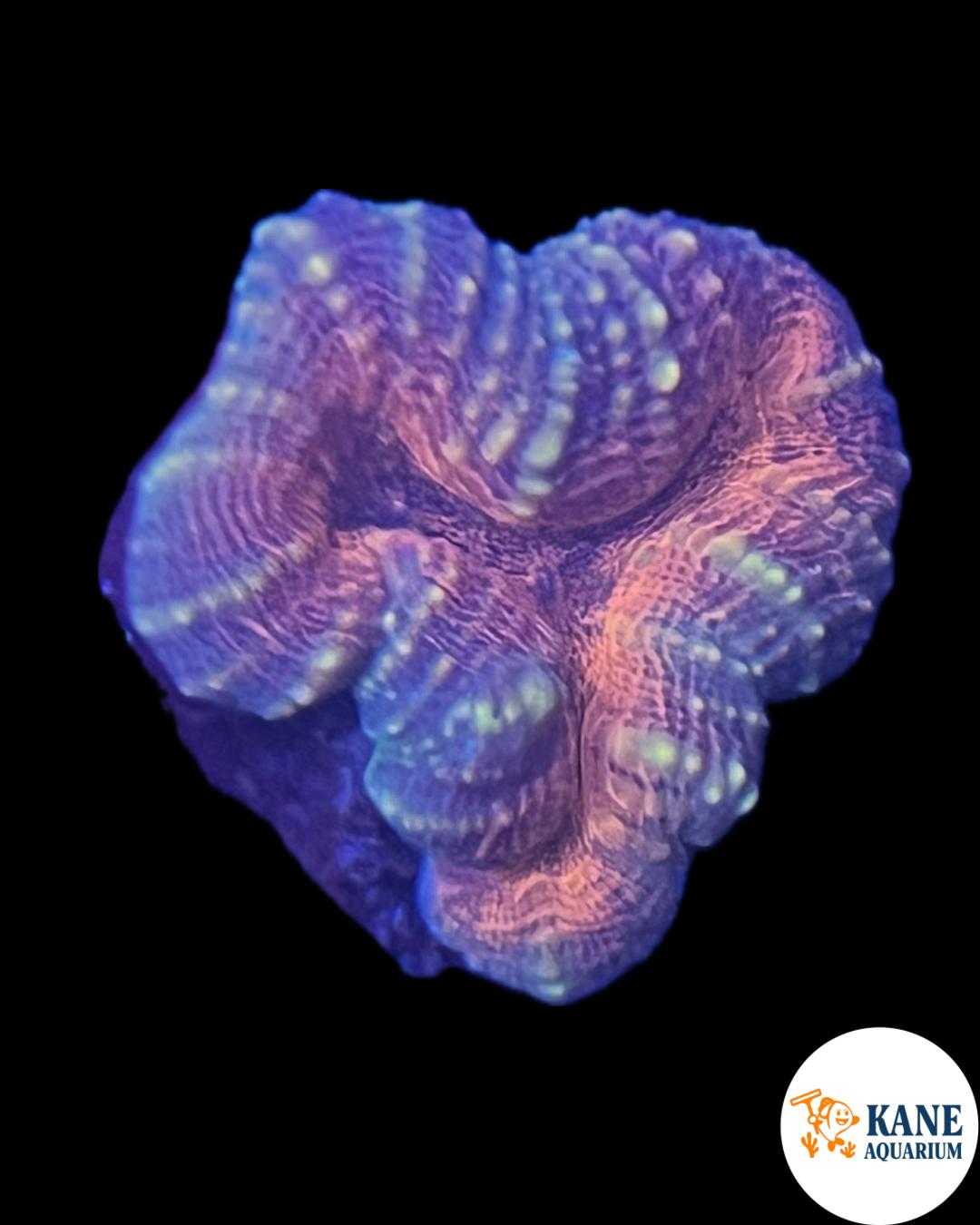 Lobophyllia Orange with yellow sparkles