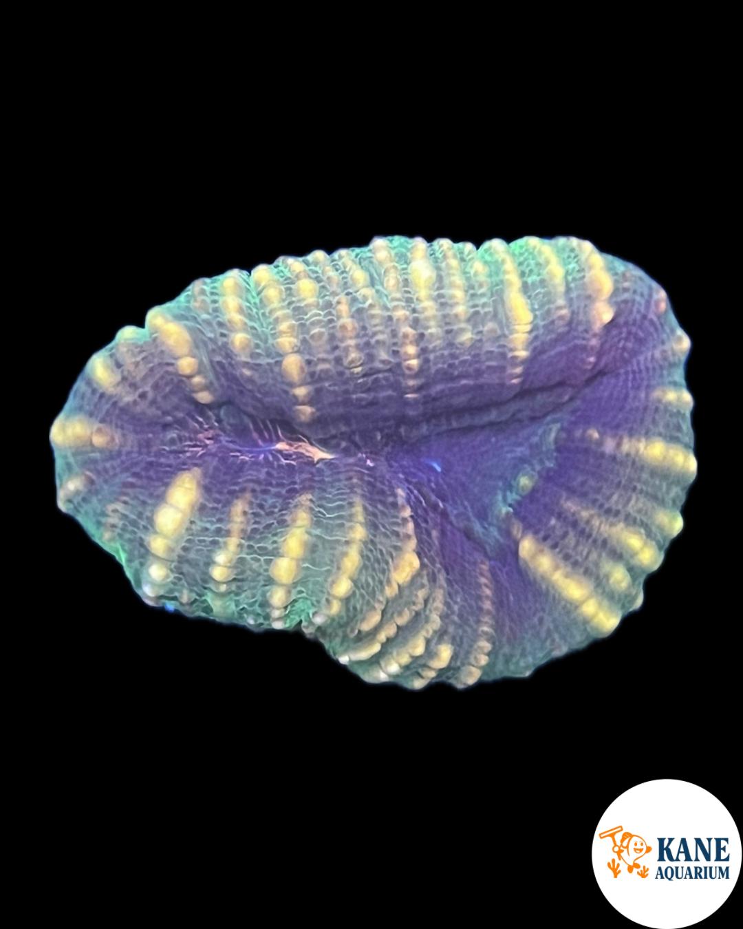 Lobophyllia green and yellow
