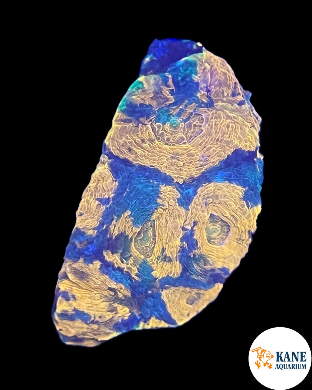 Orange and green Chalice Frag