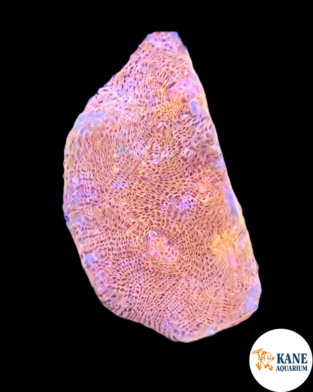 Acanthastrea Orange frag