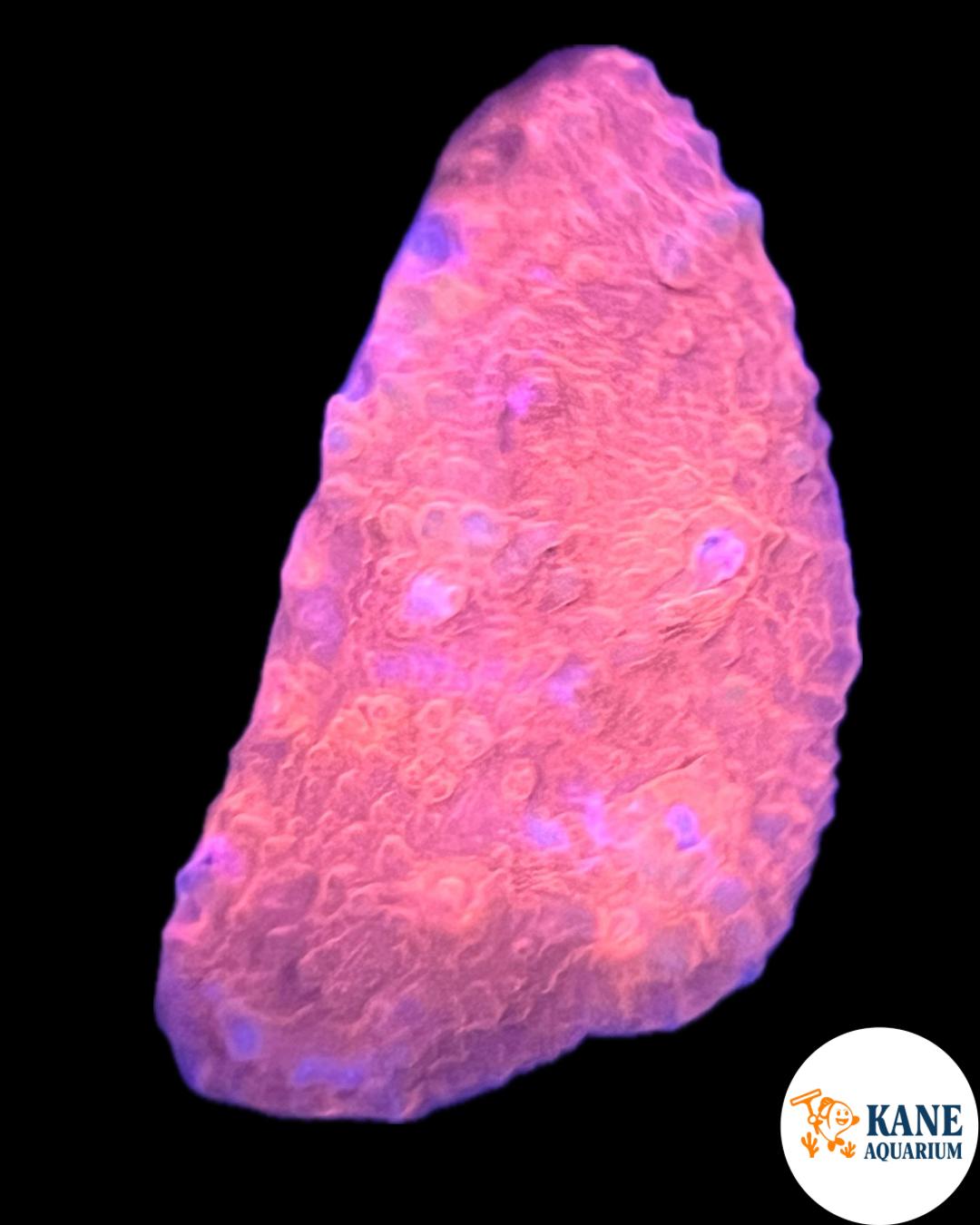 Acanthastrea Pink/Red frag