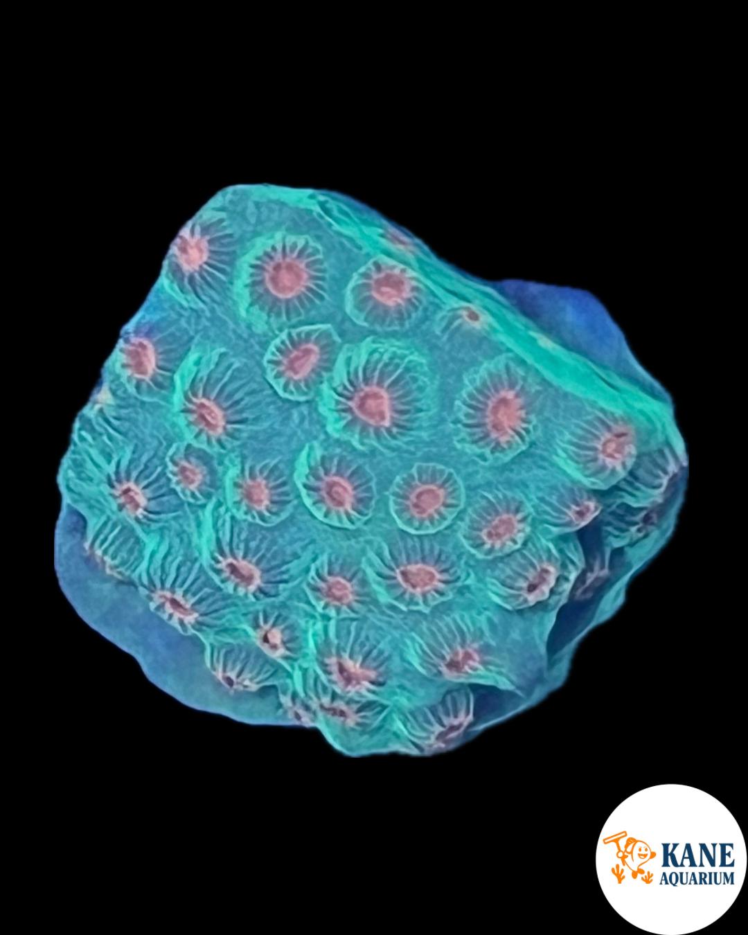 Meteor Shower Cyphastrea Frag