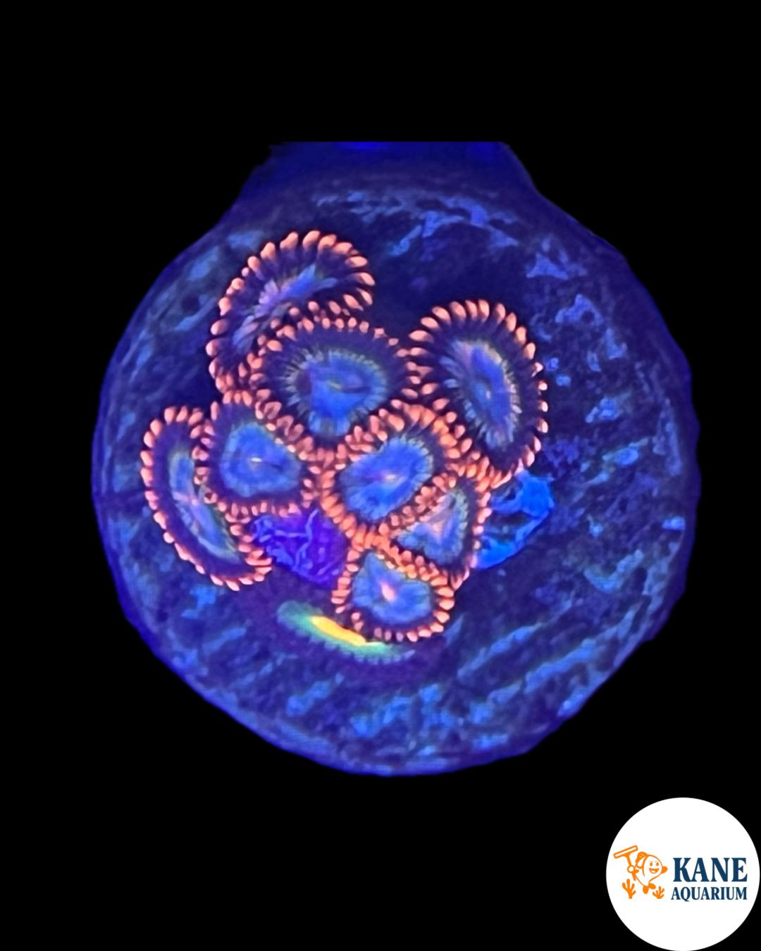 Fire and Ice Zoa