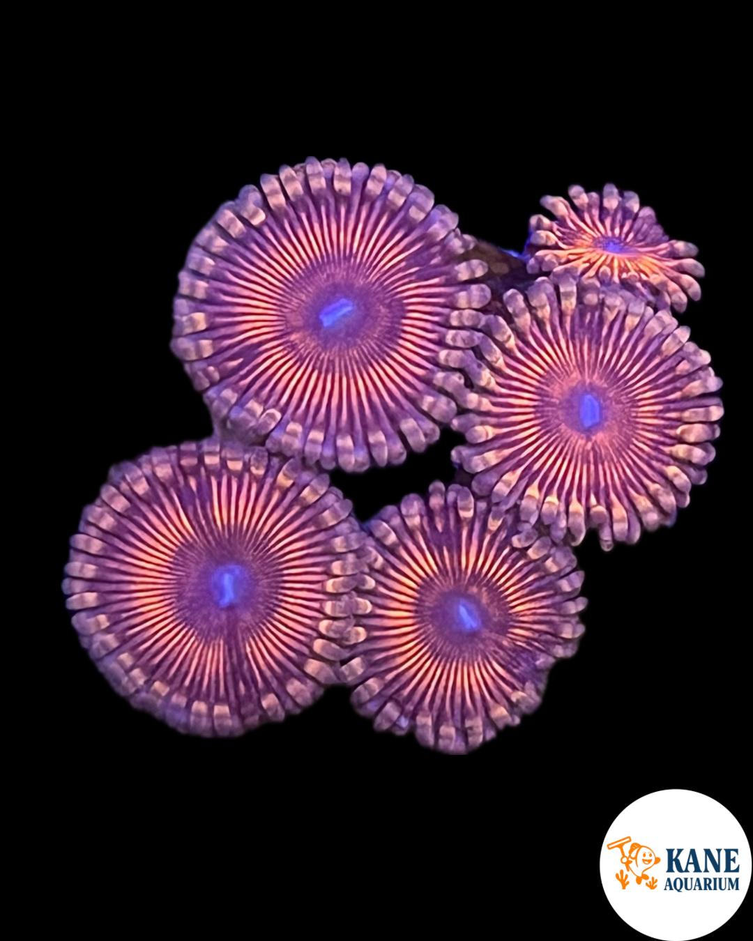 Pink Zoa