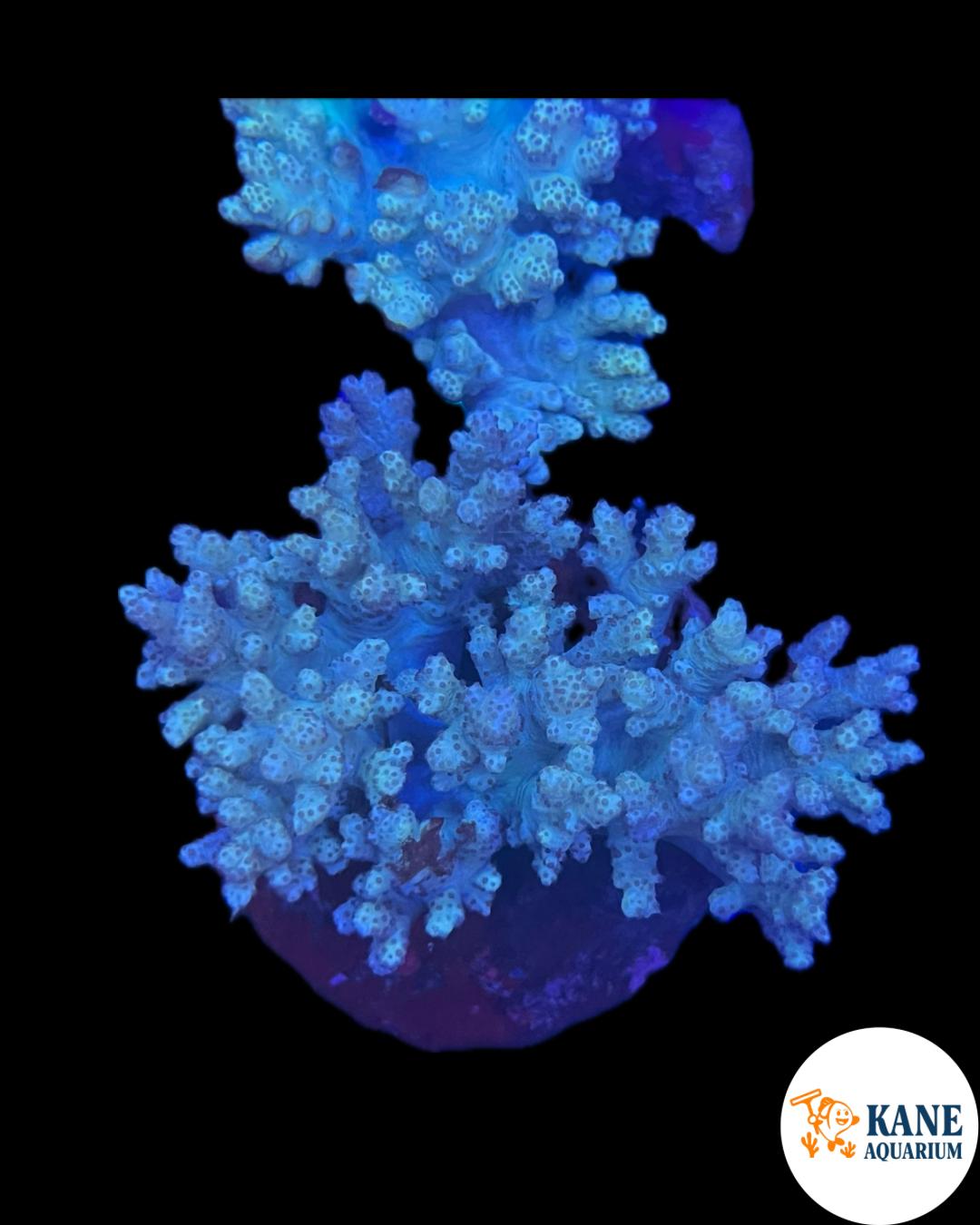 Finger leather frag
