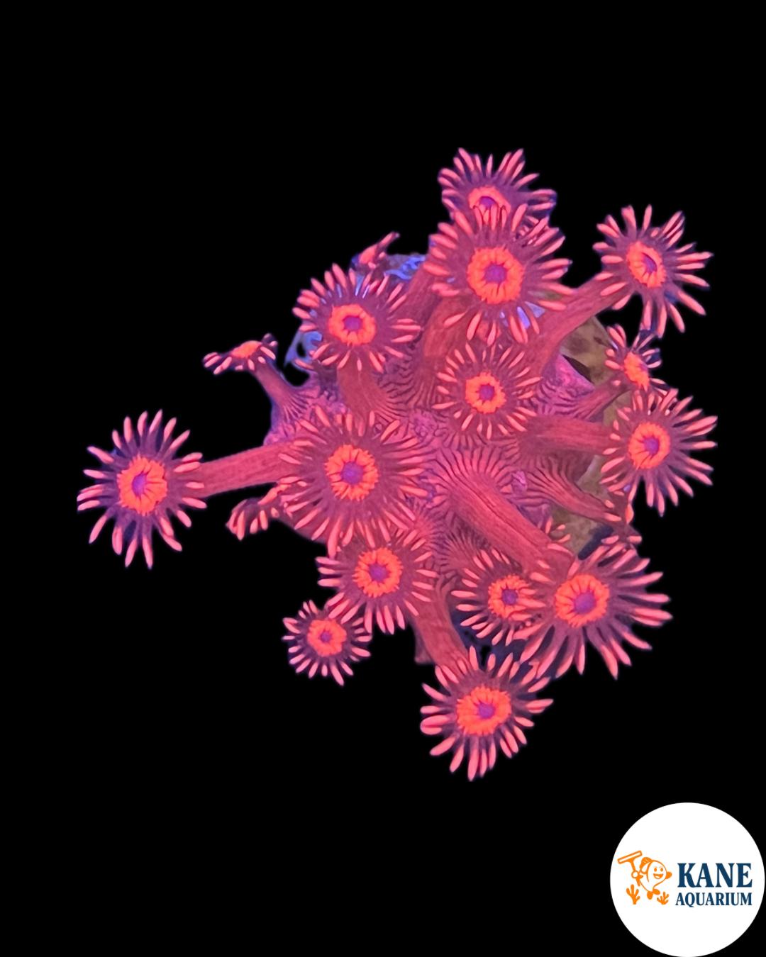 Red Gonipora Frag