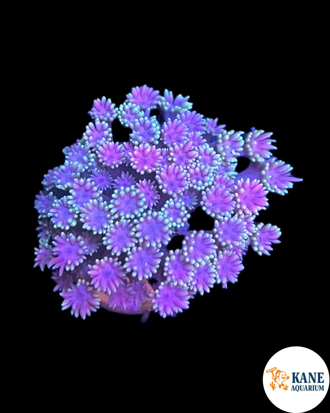 Green Goni with Pink tips Frag