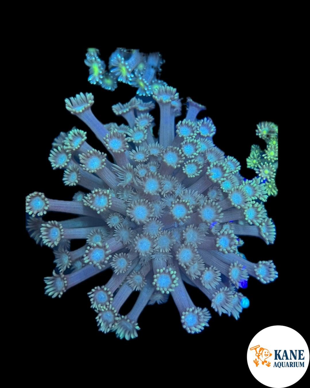 Green Goni Frag