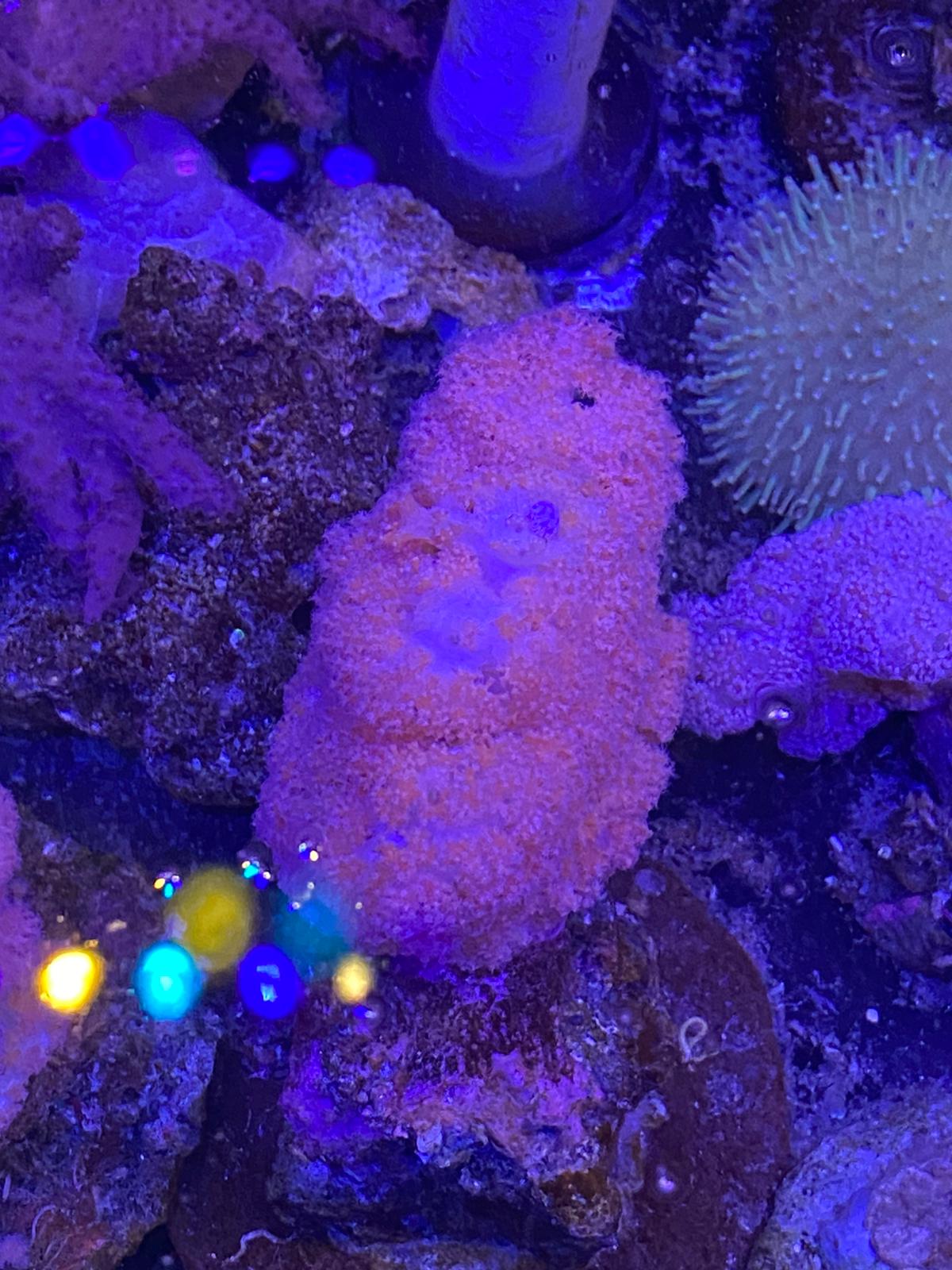 Red Cauliflower Coral