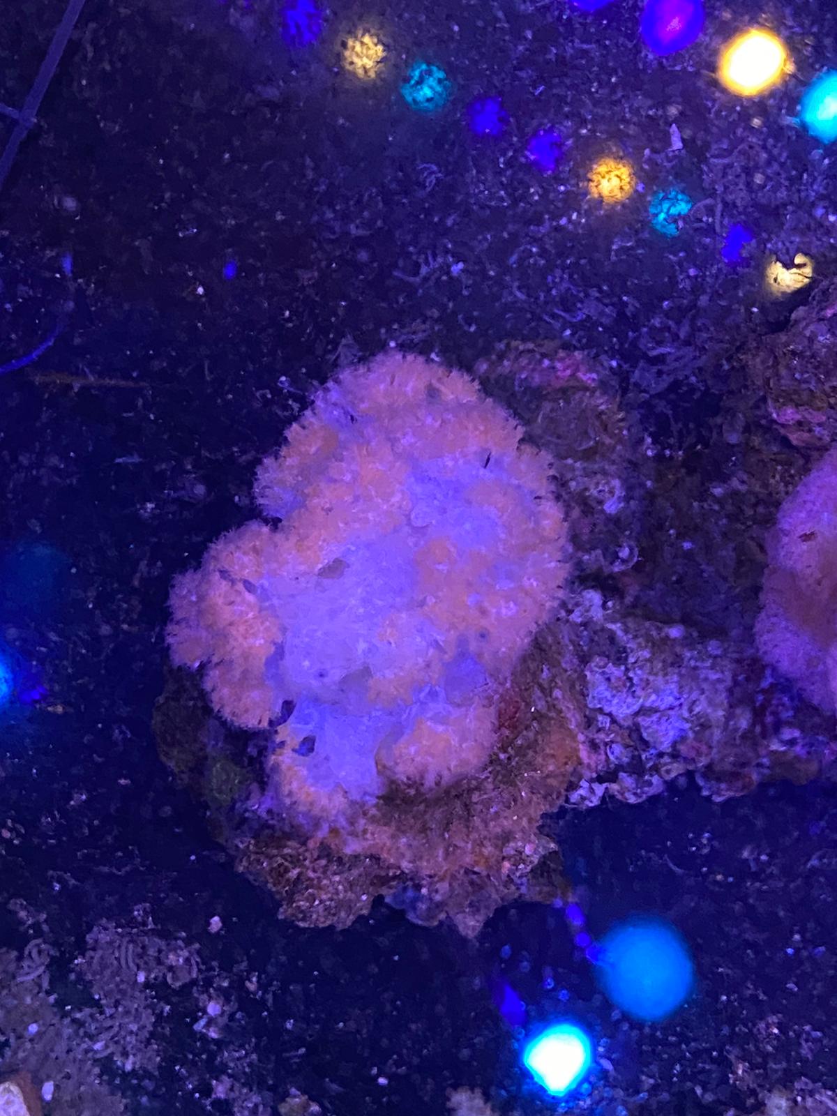 Red Cauliflower Coral