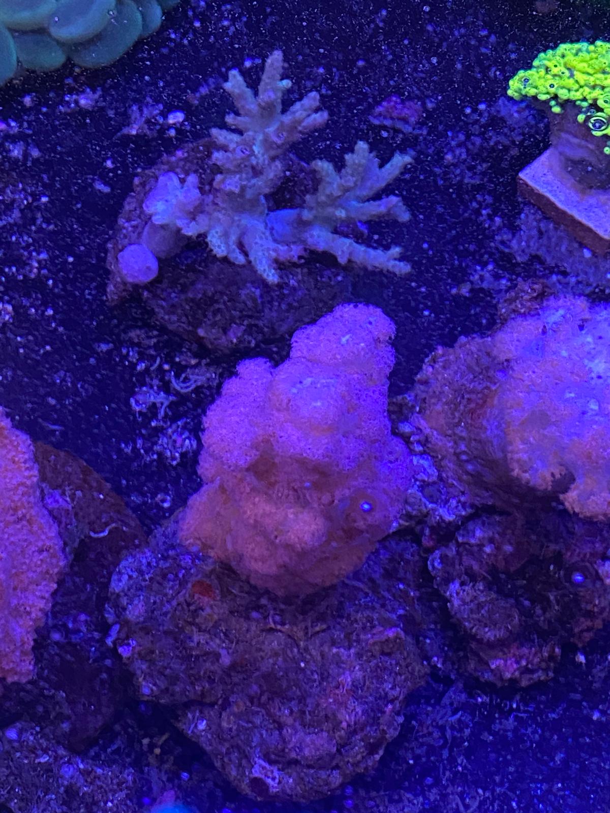 Red Cauliflower Coral