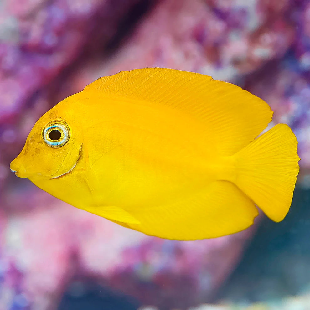 Yellow Mimic Tang