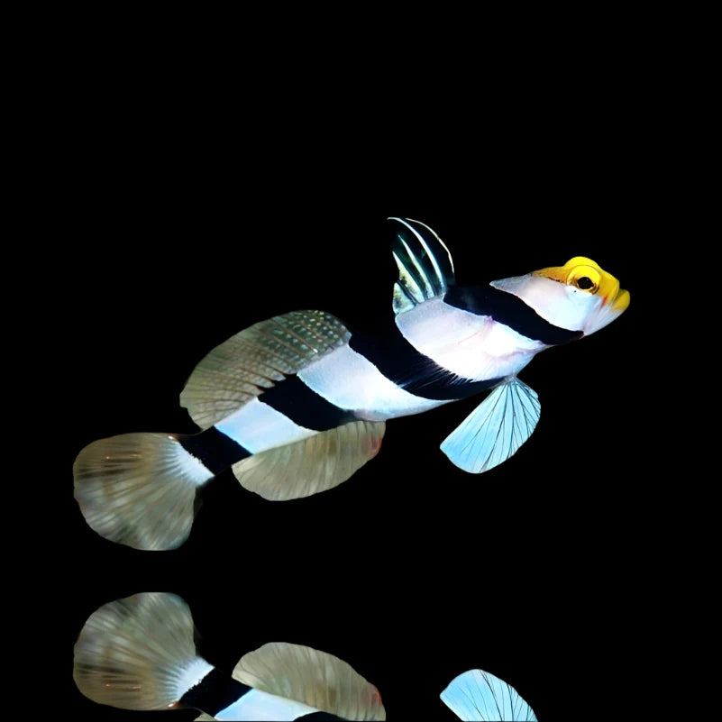 Yellow-nose Goby