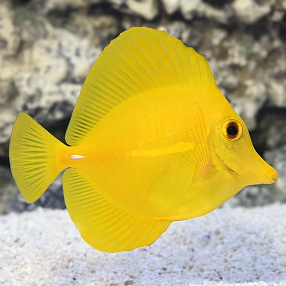 Yellow Tang (Captive Bred)