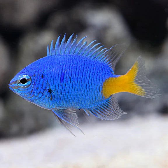 Yellow tail Blue Damsel