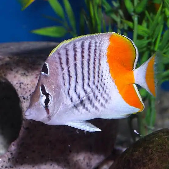 Pearlscale Butterflyfish
