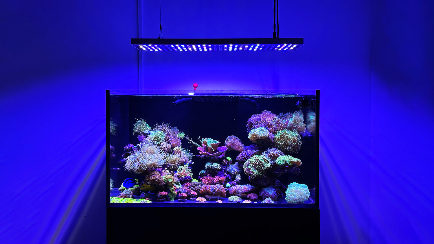 MicMol AquaMax Series Marine LED
