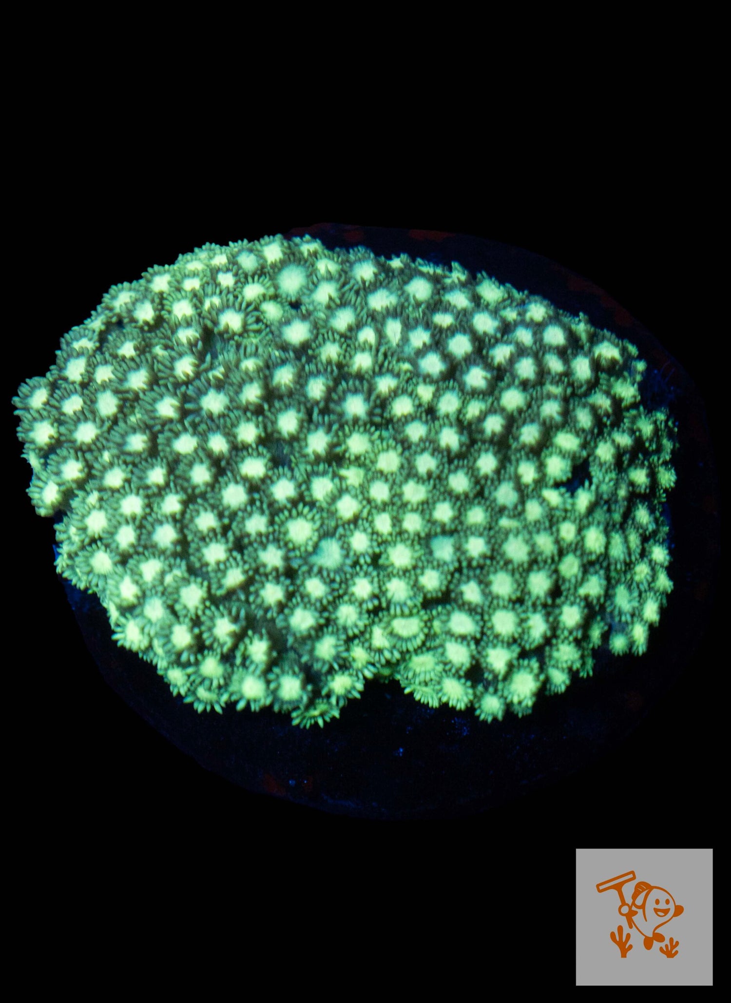 A26 - Green Alveopora Colony image 0