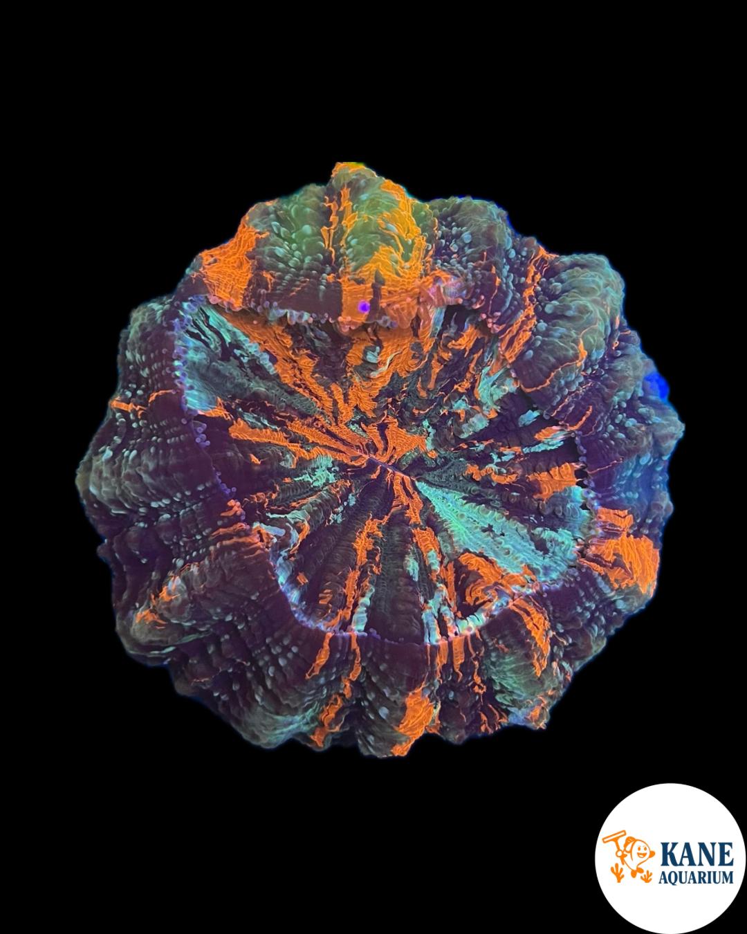 B19 - Acanthophyllia Donut Rainbow