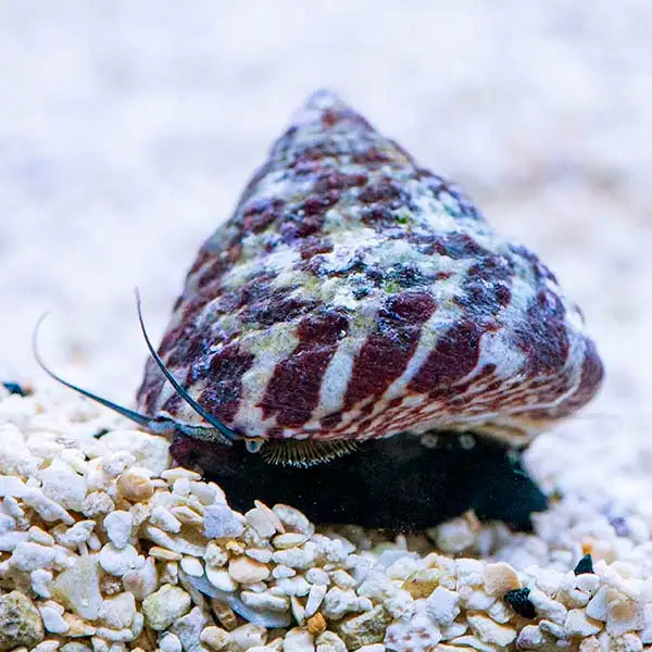Trochus Snail image 0