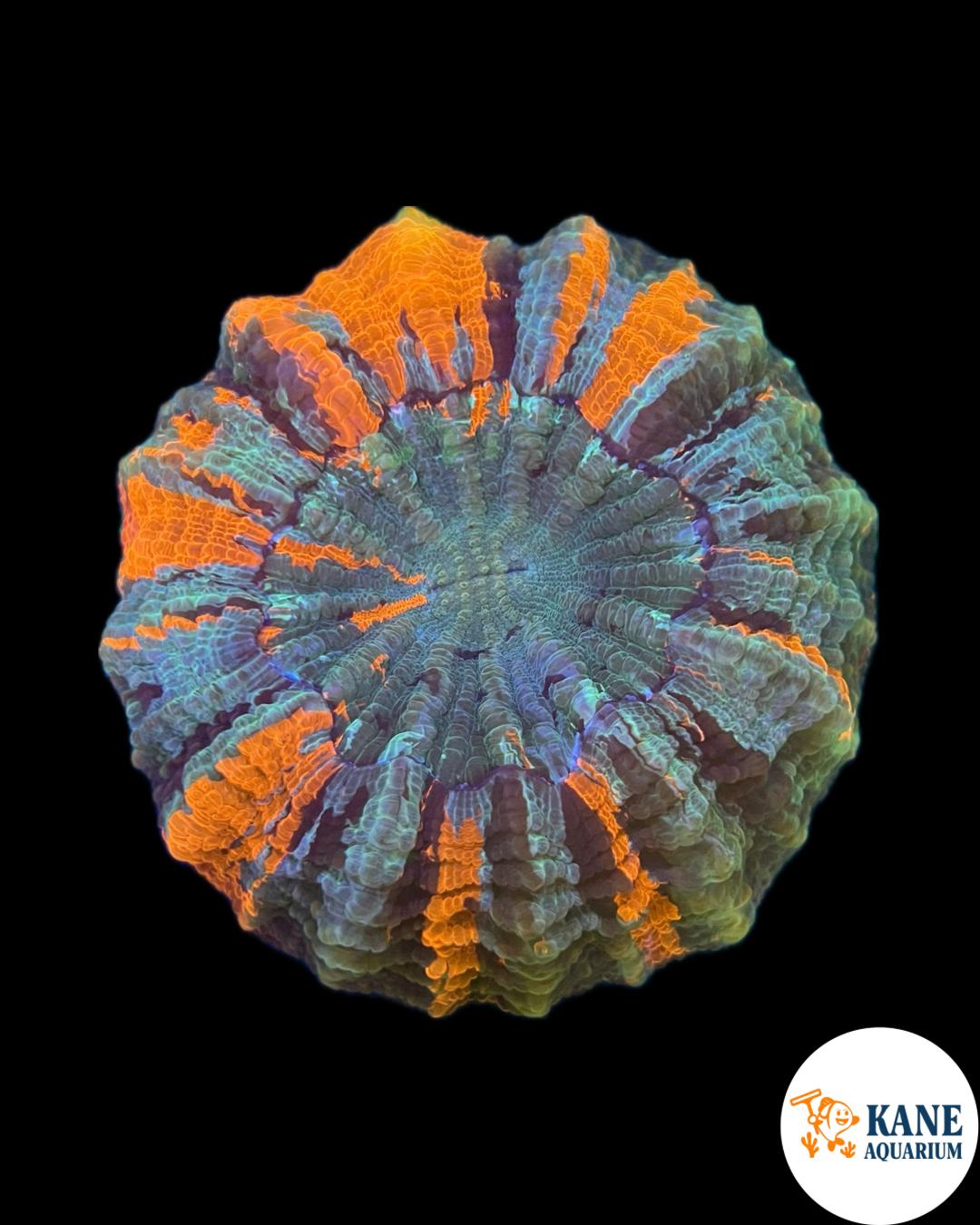 B3 - Acanthophyllia Donut Rainbow