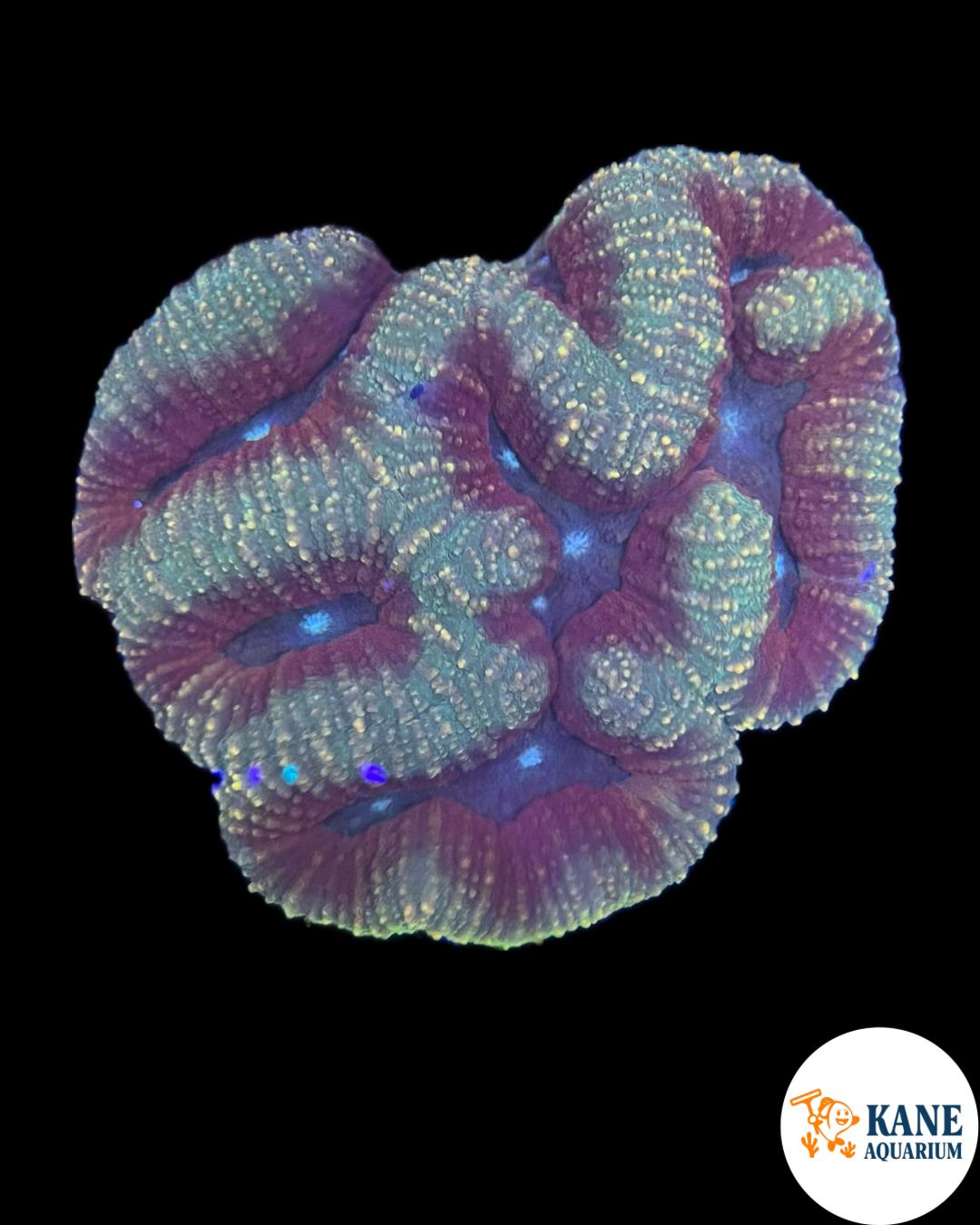 B59 - Lobophyllia colony