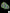B60 - Lobophyllia colony Neon green with gold sparkles