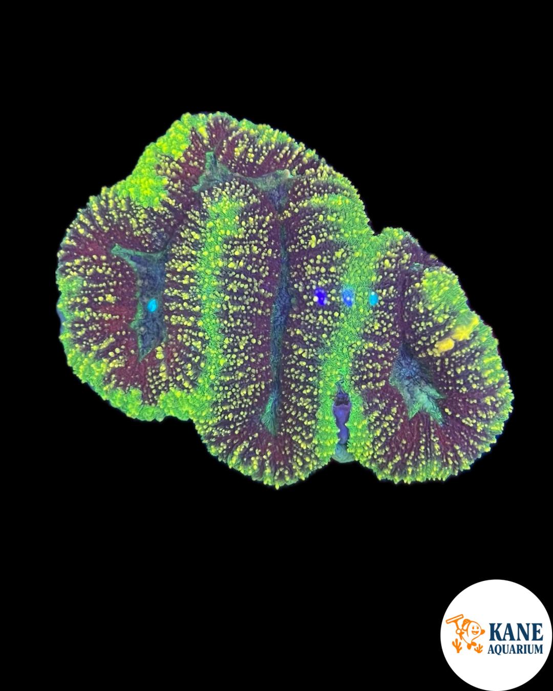 B60 - Lobophyllia colony Neon green with gold sparkles
