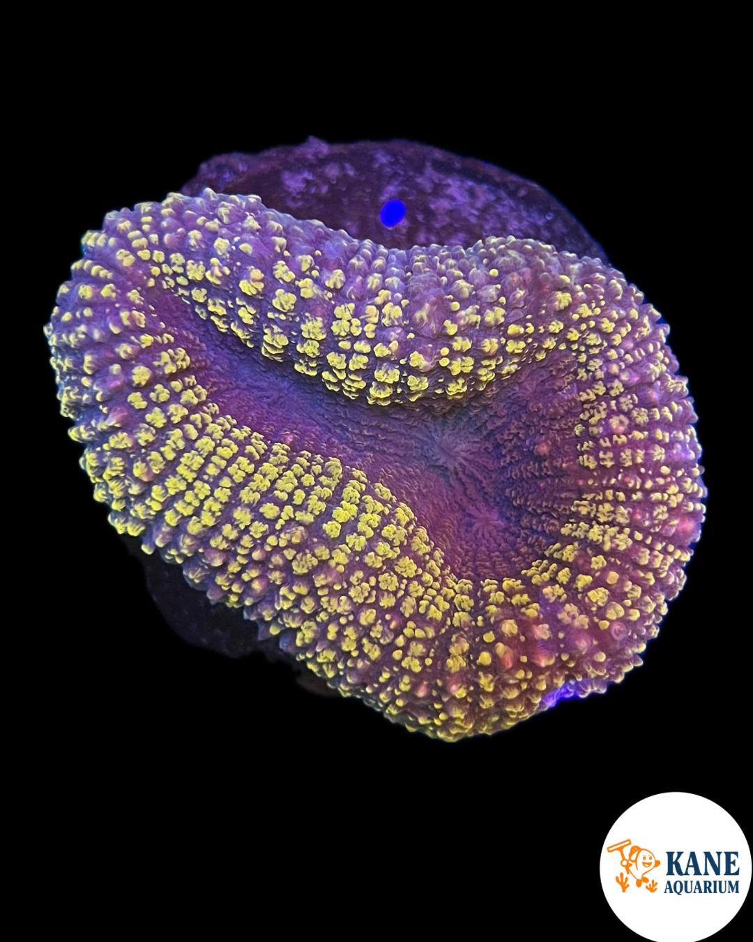 B96 - Lobophyllia Gold