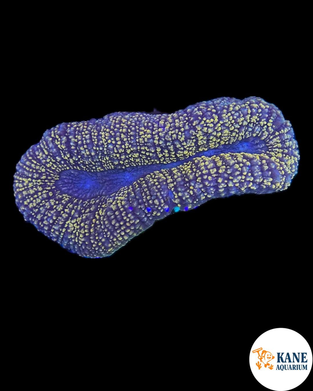 B97 - Lobophyllia Gold