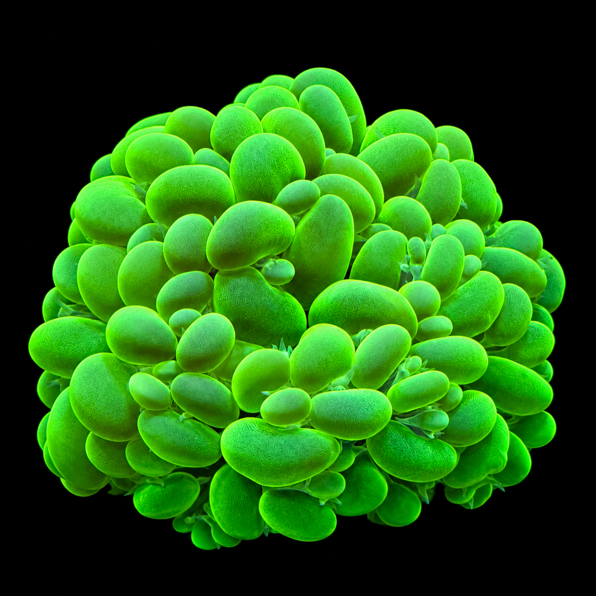 Bubble Coral - Neon Green
