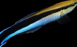 Cleaner Wrasse M image 0