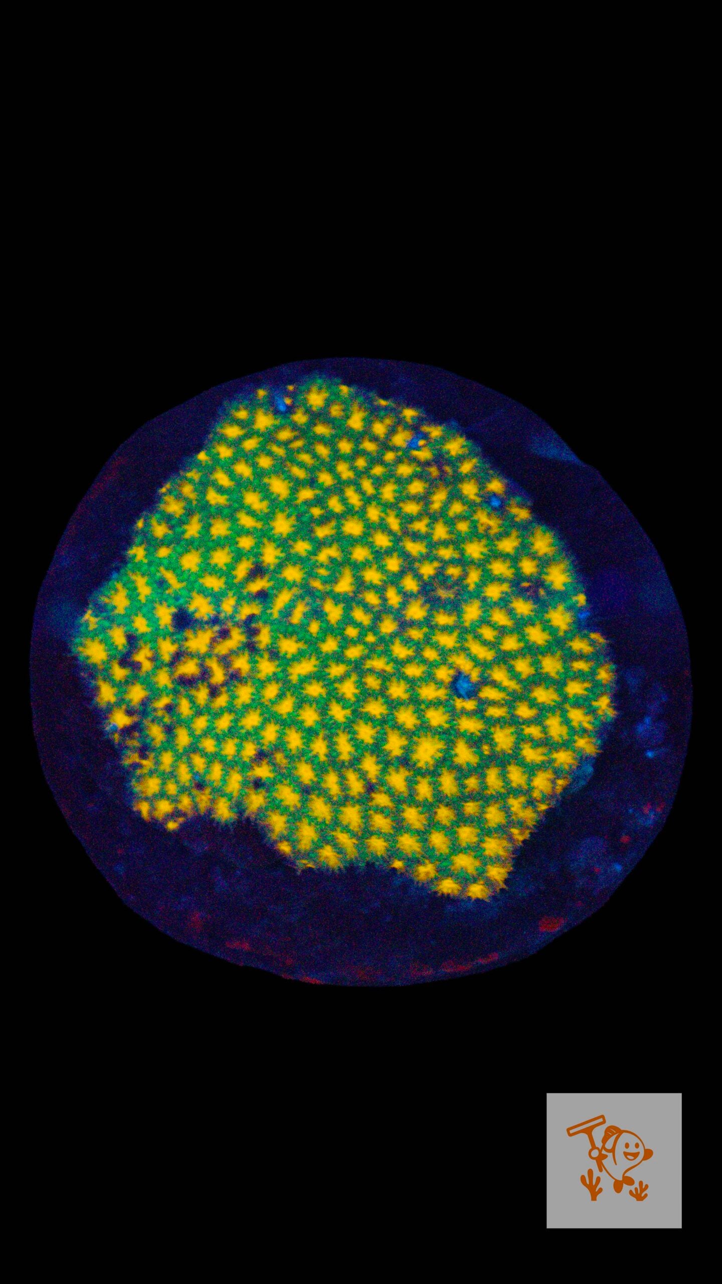 A32 - Yellow with Green Skirt Leptastrea image 0