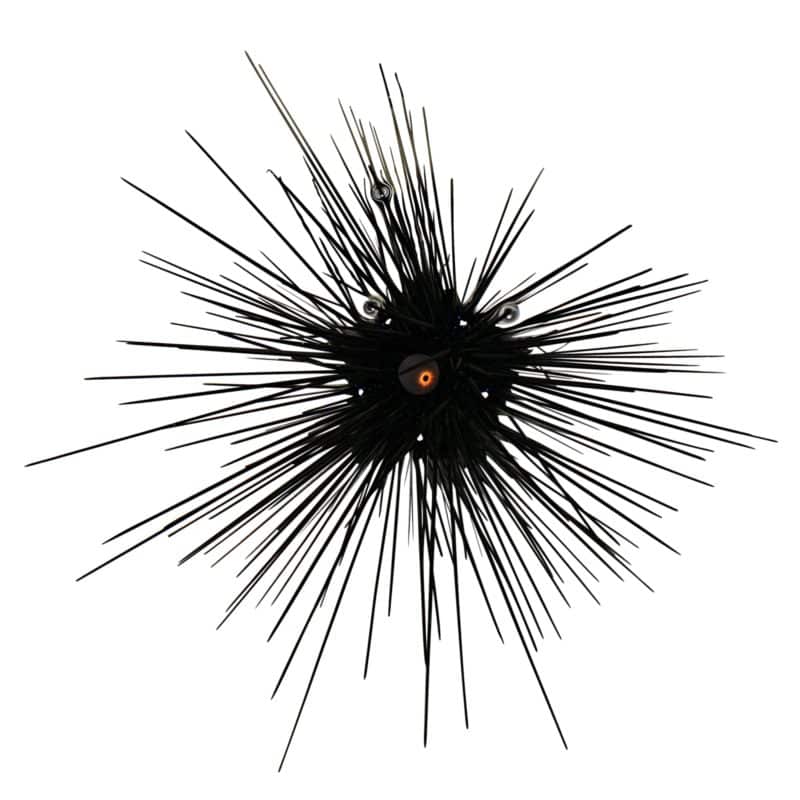 Long Spine Zebra Sea Urchins (Black/White)