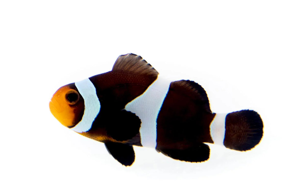 Ocellaris Clownfish Black (Captive Bred)