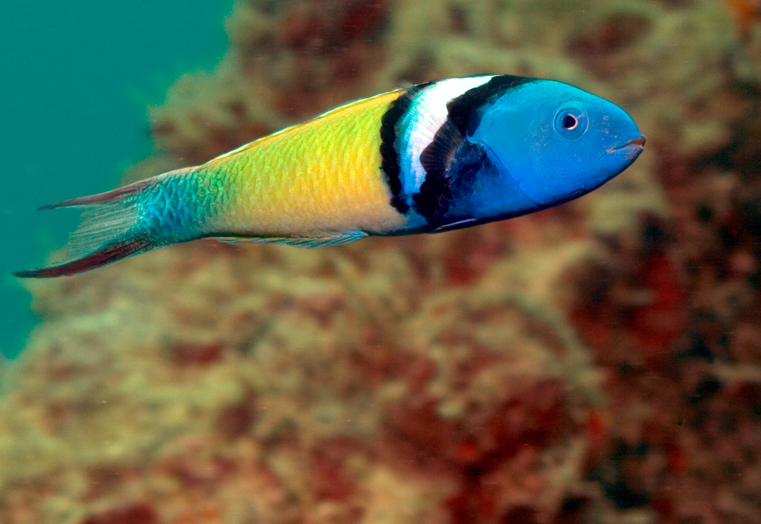 Bluehead Wrasse