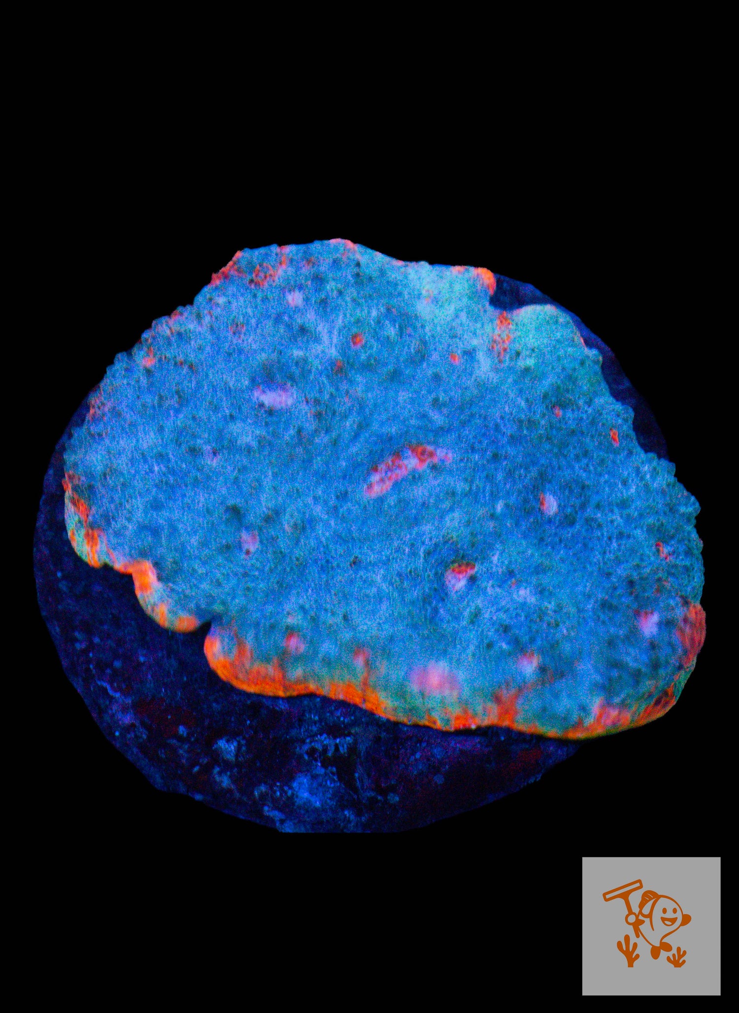 A28 - Rare Blue Chalice with Orange mouth image 0