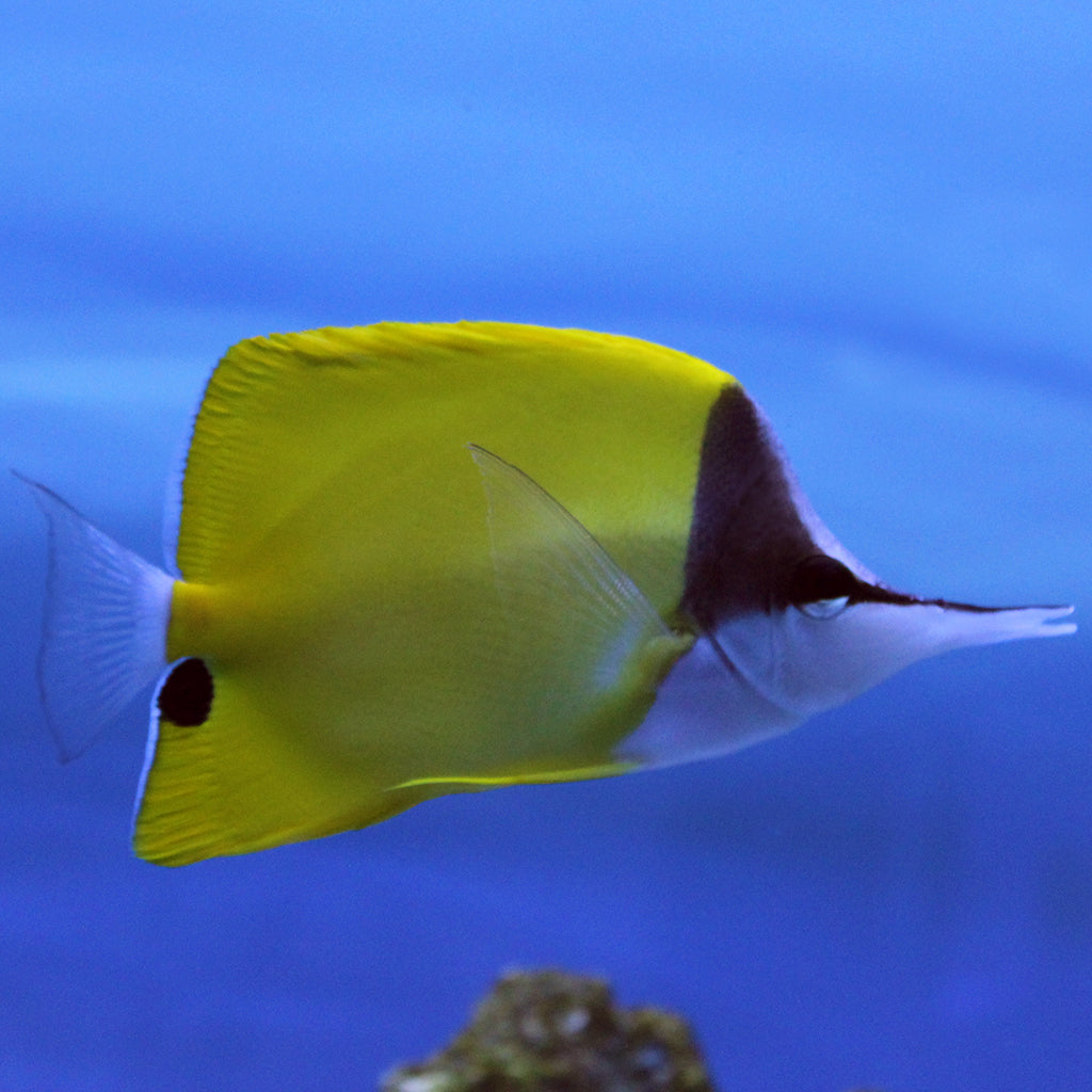 Yellow Long Nose Butterfly