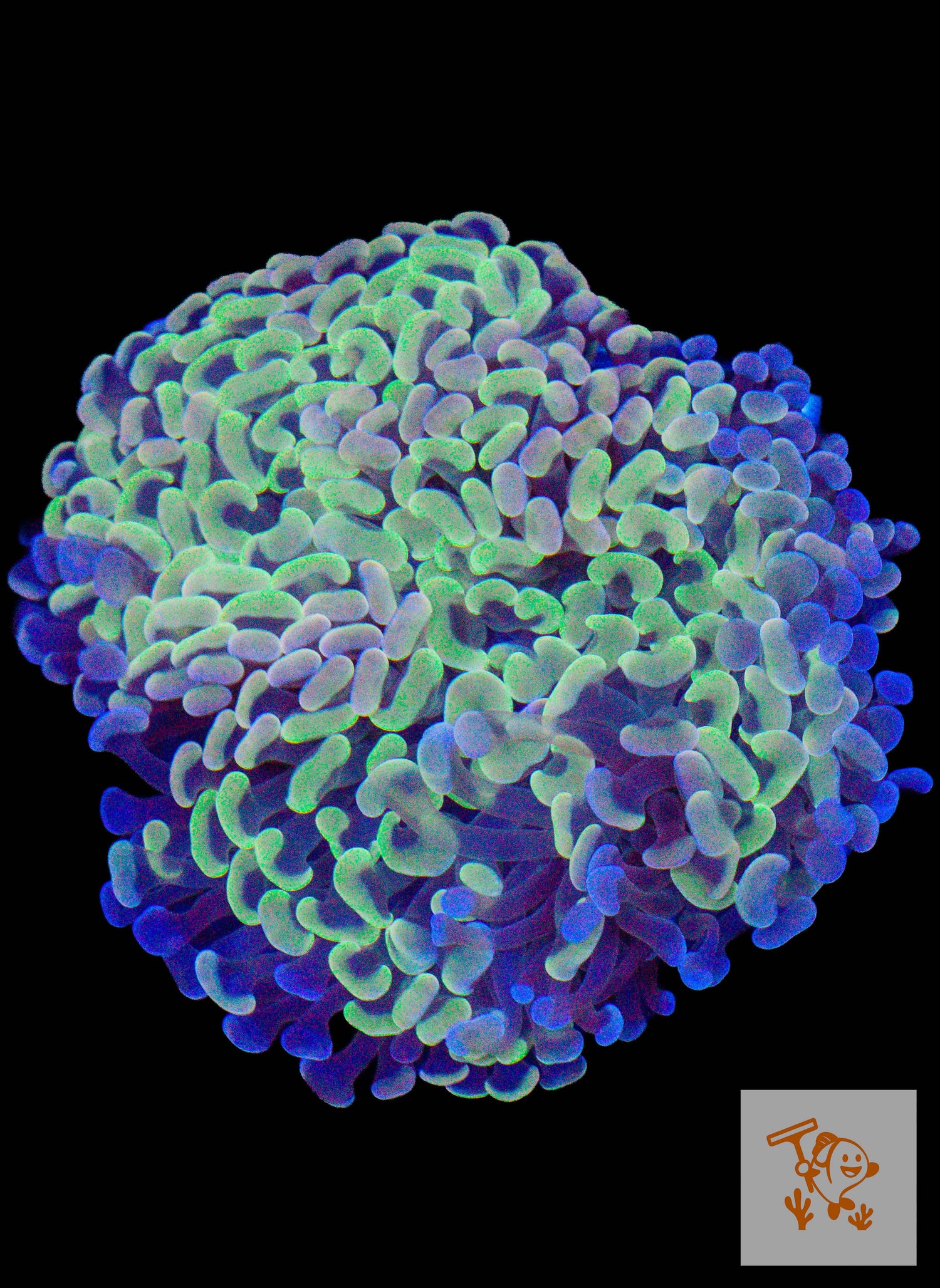 A30 - Rainbow Hammer Colony image 0